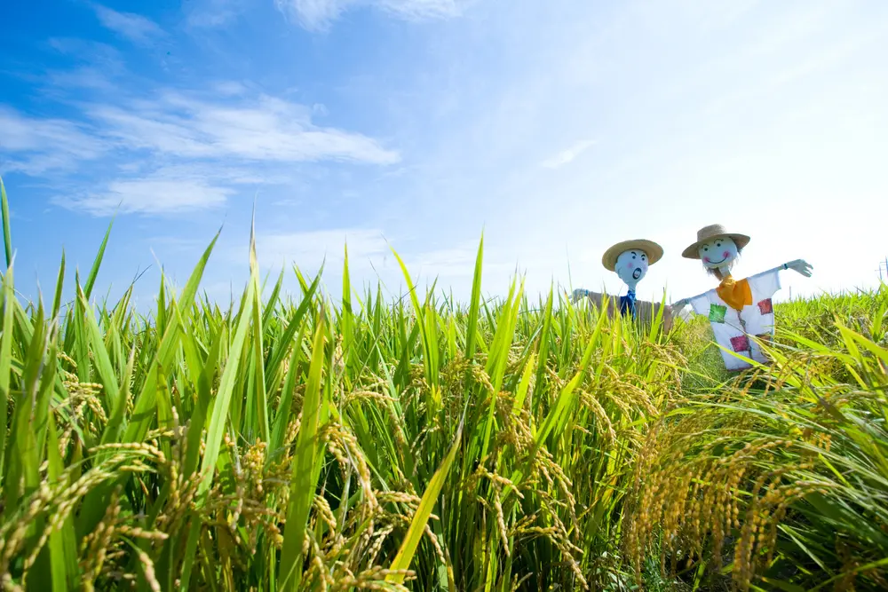 낮은 농업소득 보완