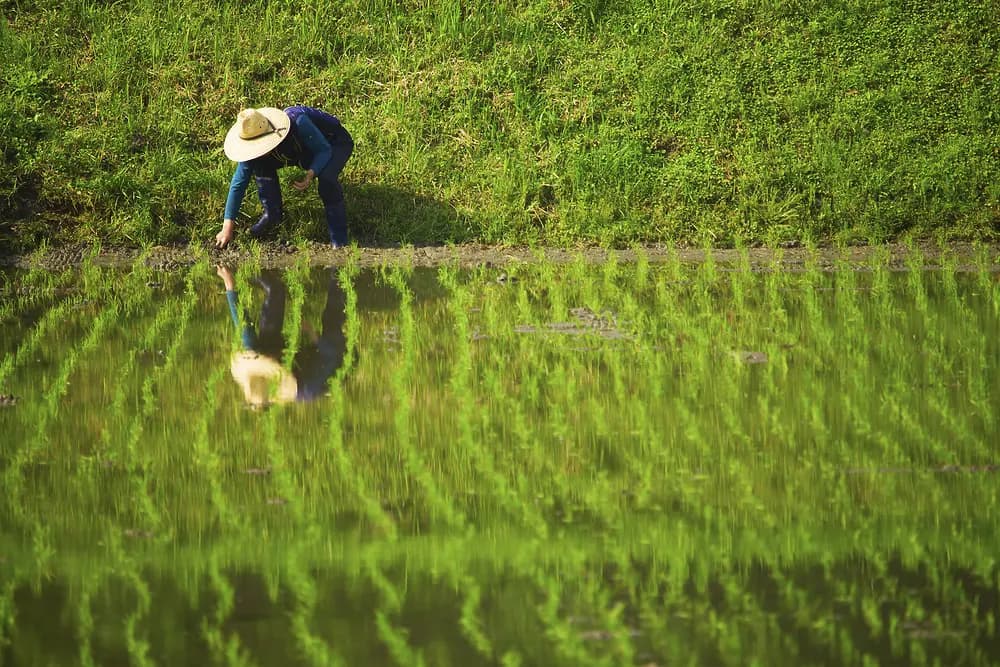 작물의 생육상태